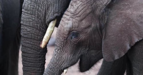 African Savanna Elephant Calf Feeding In Aberdare National Park, Kenya. closeup shot