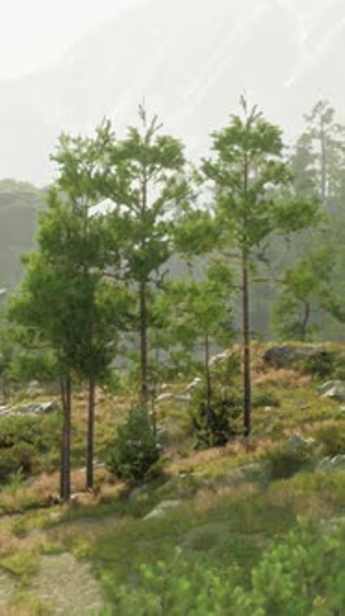 A Serene Landscape with Trees Rocks and a Lush Green Grassy Area