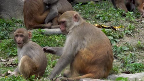Macaque monkey grooming other monkey and searching for ticks and lice