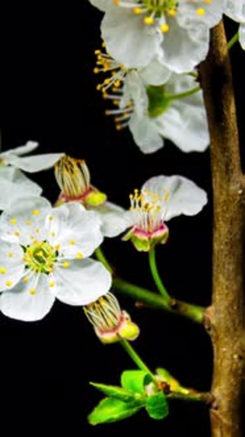 Tir vertical de fleurs en fleurs