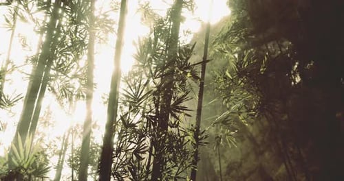 Serene Bamboo Forest with Sunlight Filtering Through the Trees