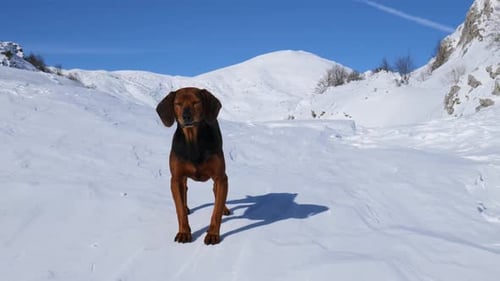 A dog in the mountains during winter on a sunny day. White snow landscape.