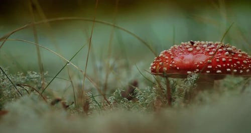 Amanita Mushroom Growing Wild in Mossy Forest
