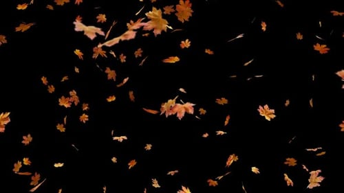 Falling Autumn Maple Leaves Overlay