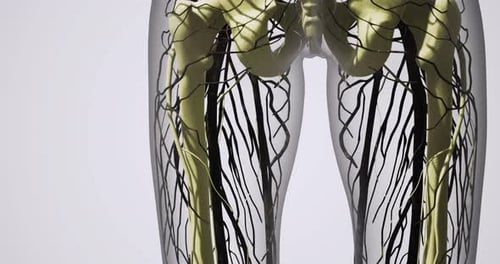 Detailed View of Blood Vessels in Human Legs Showcasing Intricate Network