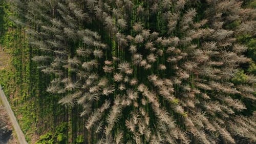Slow top done show of dead dry spruce forest hit by bark beetle in Czech countryside