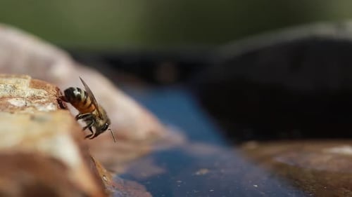 Honey bee on rock by water side, abdomen pulsating