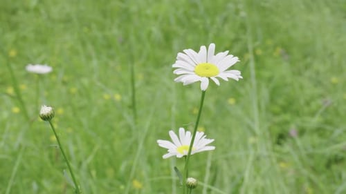 Blooming daisy flower in forest, Green meadow in background