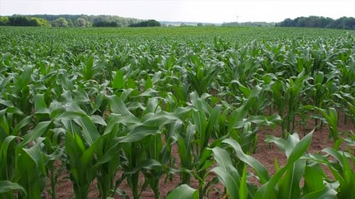 a green corn rock in summer
