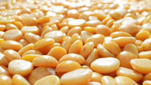 Close Up of Shiny Yellow Split Peas