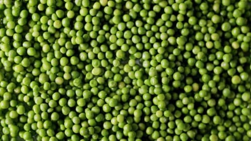 Top View of a Field Full of Many Ripe Green Peas