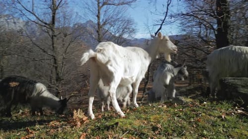 White Goat Forest