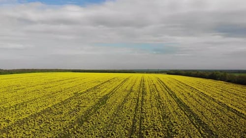 aerial shot of the blooming rapeseed canola field