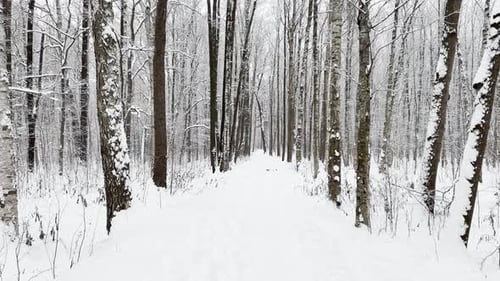 A Snowstorm in a Winter Public Park It is Snowing Heavily Snowflakes are Slowly Falling Tree