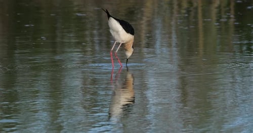 Schwarzflügelstelze (Himantopus himantopus), Camargue, Frankreich