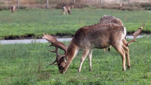 The video shows a group of deer grazing in a green field near a small stream. Some deer