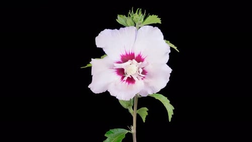 Close-Up of Blooming Flower on Black Background