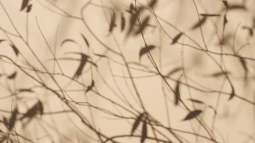 Transparent Soft Light and Shadows From Branches Plant Foliage and Leaves Morning Sunlight and Tree