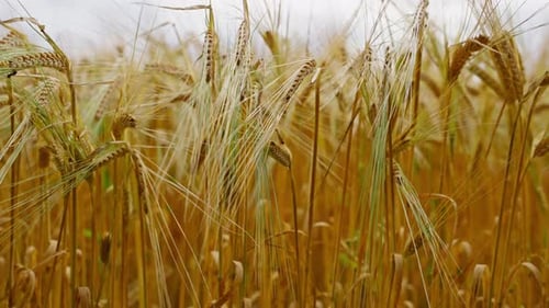 Golden Rye Field Swaying in the Summer Breeze, Capturing Nature's Beauty