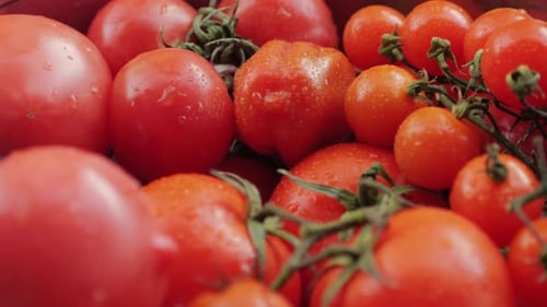 Colorful Organic Tomatoes Mix Tomatoes Background Several Varieties of Sliced Tomatoes Top View