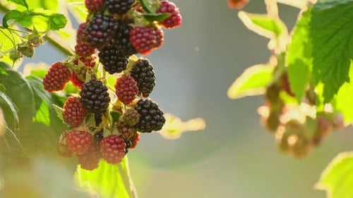Close-Up of Ripe Blackberries Growing on Bush