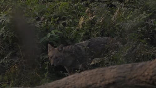 Golden jackal