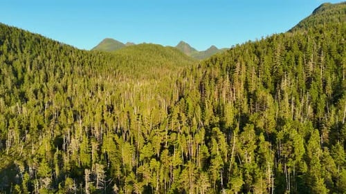 Aerial view of forest and mountains, United States.
