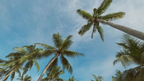 Blue Sky with Tall Green Coconut Palm Trees