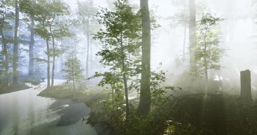 Tall Trees Create a Tranquil Environment As Soft Mist Envelops the Forest