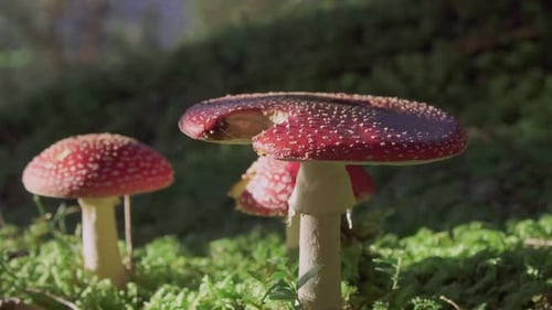 Poisonous mushrooms standing on a grass field in the sun.