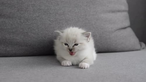 Tiny Kitten Sitting on Gray Couch