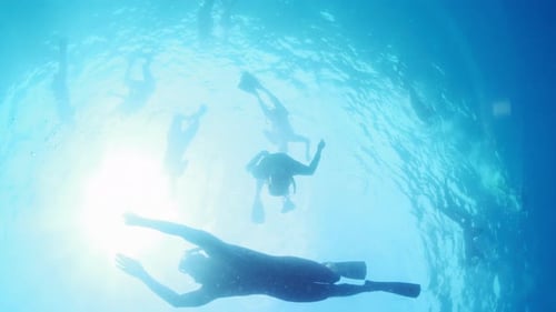 Swimming with sharks. Man swims with Nurse sharks (Ginglymostoma cirratum) in the ocean.