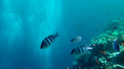 Colourful Tropical Coral Reefs. Picture of beautiful underwater colourful fishes and corals in the t