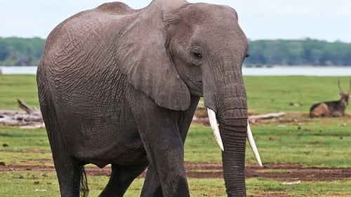 An African elephant walking in the savannah