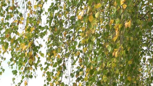 Birch Tree Leaves Swaying Gently in the Breeze