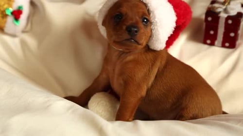 Adorable Puppy Wearing Santa Hat for Christmas