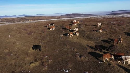 Aerial view of grazing cows and cattle in the mountains