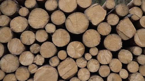 Pile of Cut Timber Logs in Daylight