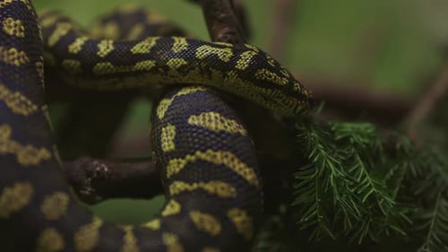 A Serpent's Gaze Inquisitive Snake on a Branch in the Wild