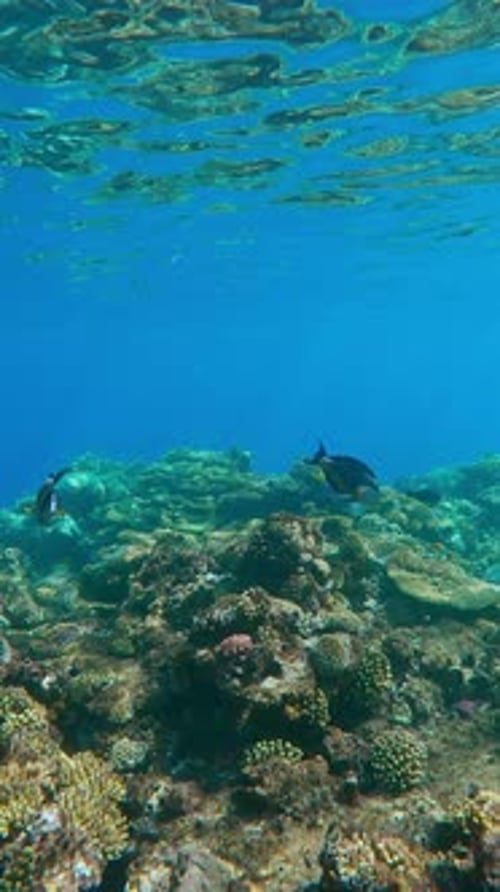 School of Surgeonfish swimming over top of coral reef in shallow water, in water background