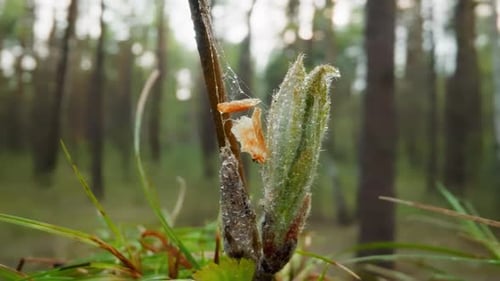 Spider Cocoon with Dead Insect Hangs on Web Near Green Bud