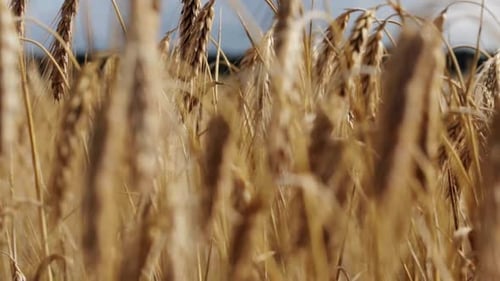 Nature, Summer, Harvest and Agriculture Concept - Cereal Field with Spikelets Of