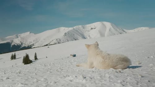 Back view of mountain dog looking in the distance for people.