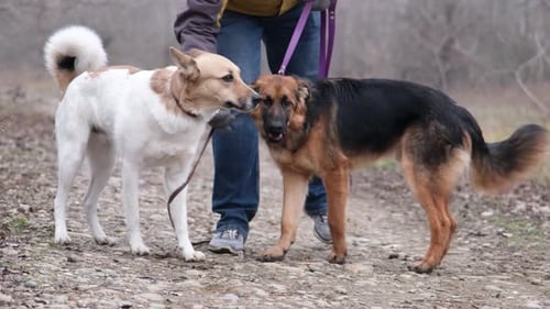 man walking his two dogs in the park