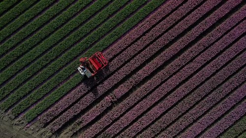 Aerial view of tulip fields with tractor, Netherlands.