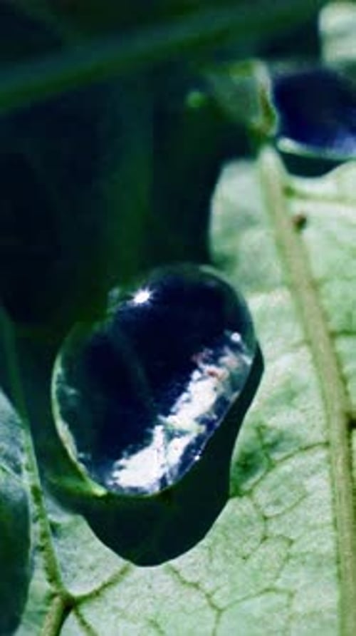 Close Up of a Water Droplet Resting on a Green Leaf in Natural Light