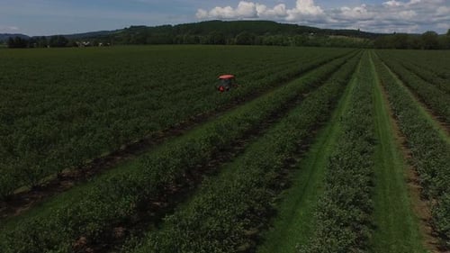 Luftaufnahme des Traktors beim Mähen und Spritzen von Blaubeerfeldern, Luftaufnahme