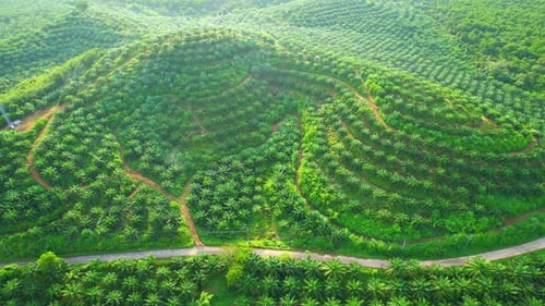 4K : Aerial view over the large palm oil plantation on the hill