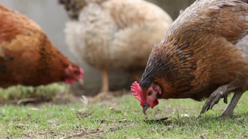 Cute chickens on green grass in farm