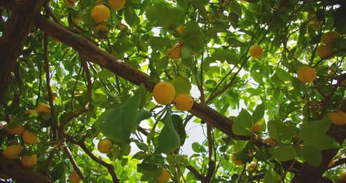A lemon tree branch with bright yellow lemons hanging amidst lush green leaves on a sunny day.